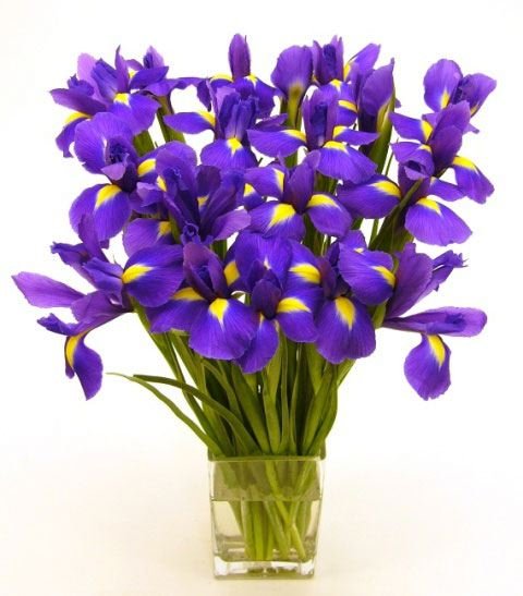 bouquet of irises